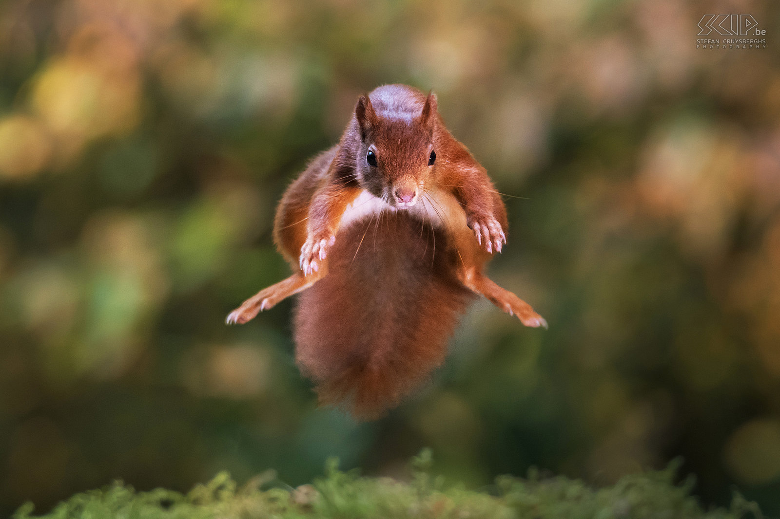 Springende eekhoorn Eekhoorns kunnen heel ver springen en het is een uitdaging om dit op foto vast te leggen. Tijdens een sprong spreiden ze hun ledematen. Stefan Cruysberghs